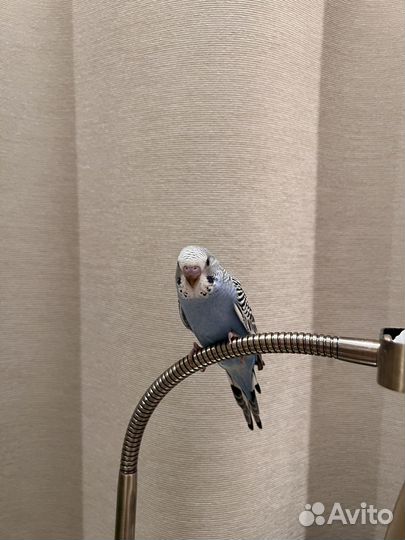 Птенцы волнистый попугай