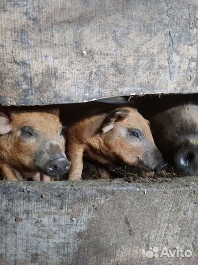 Поросята венгерской мангалицы