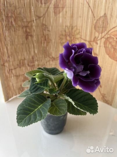 Глоксинии,бегонии, пеперомия, фикус и др