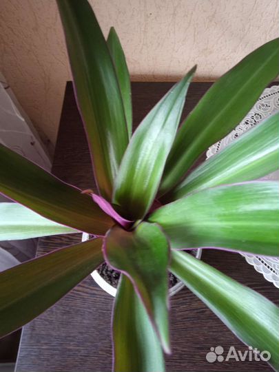 Молочай.рео традесканция