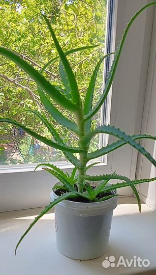 Алоэ древовидный (лекарственный)