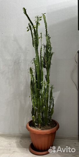 Молочай трехгранный цветок домашний