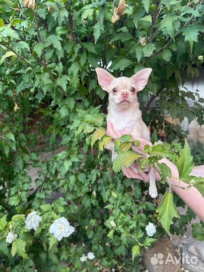 Чихуахуа мальчик