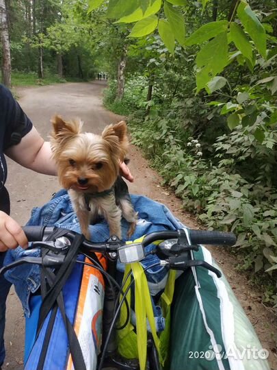 Йоркширский терьер мини вязка