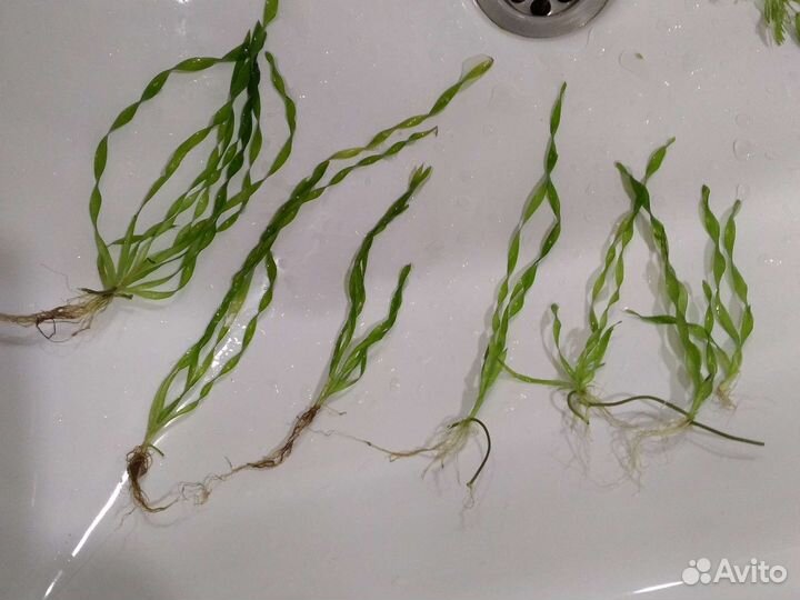 Аквариумные растения