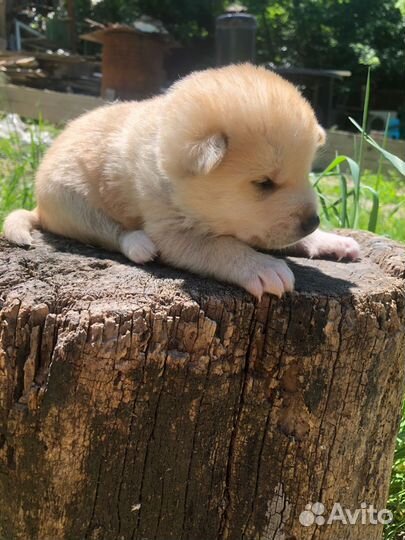 Сиба ину щенки метисы