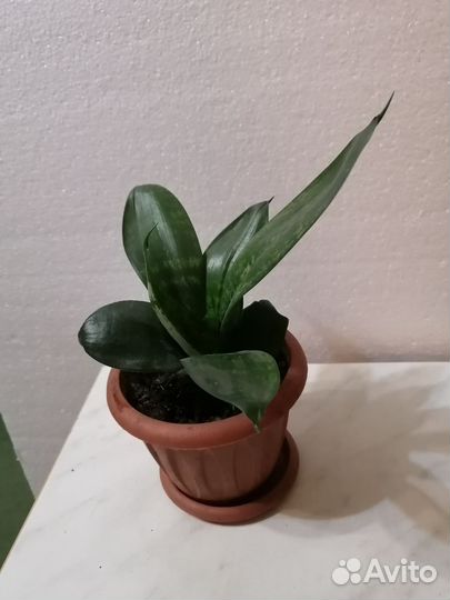 Сансевиерия