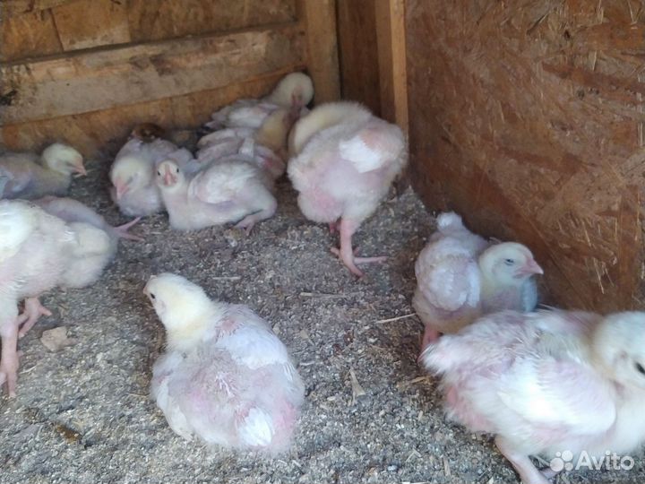 Цыплята бройлеры росс 308