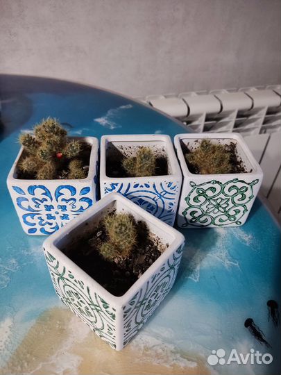 Кактусы с горшками