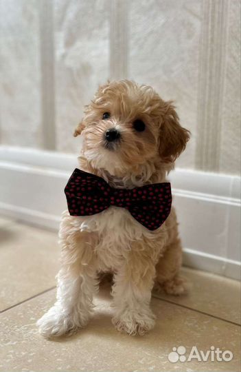 Щенки Мальтипу f1