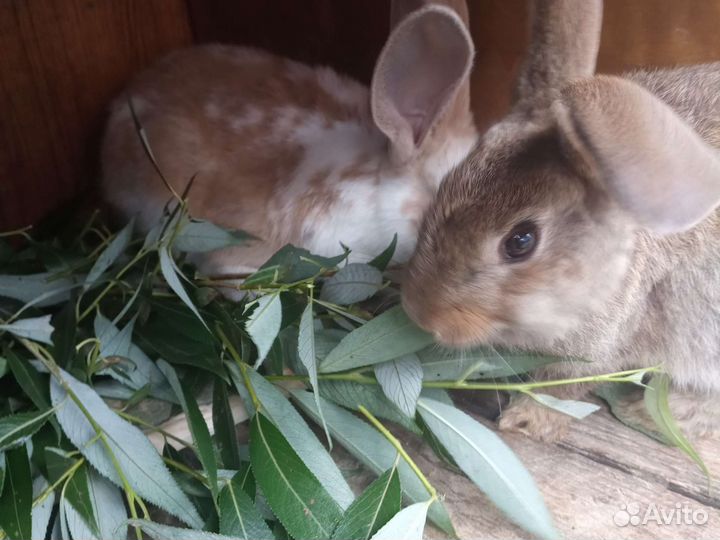 Крольчата