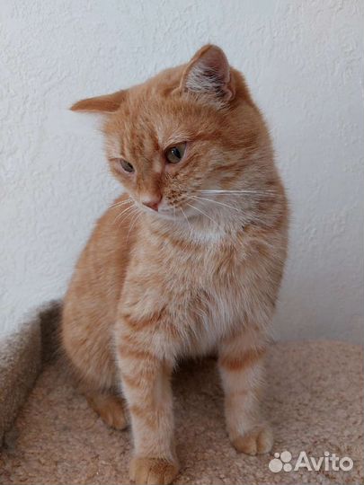 Кошечка Яся ищет дом