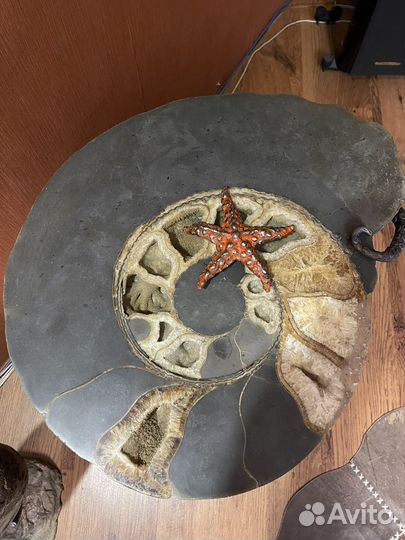 Авторский стол. С аммонитами. Палеонтология