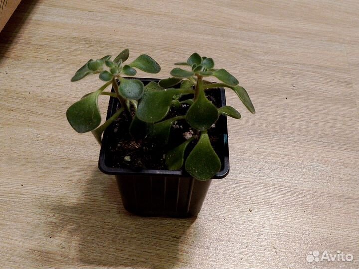 Продам цветы комнатные