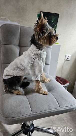 Вязаная кофточка для йорка. Новая