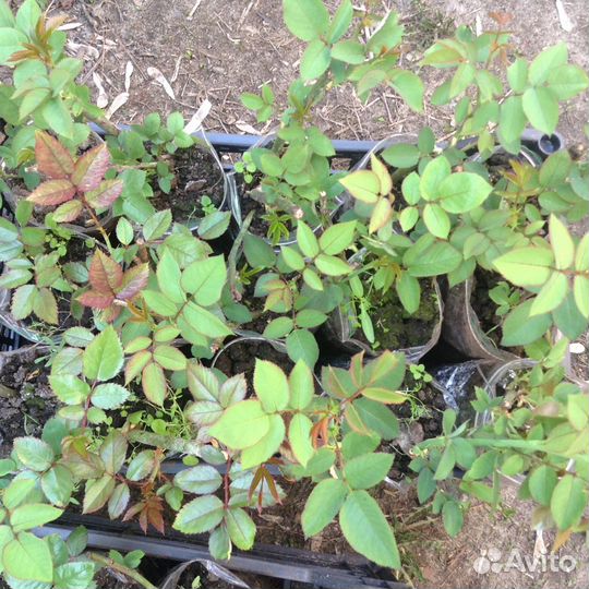 Розы оптом росада