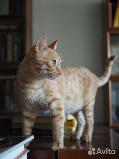 Котенок Рыжик ищет дом