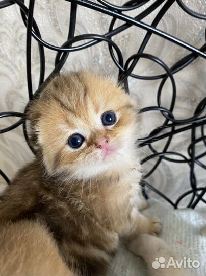 Шотландские вислоухие котята золотая шиншилла