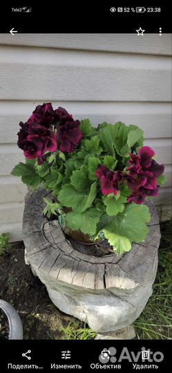 Герань пеларгония королевская