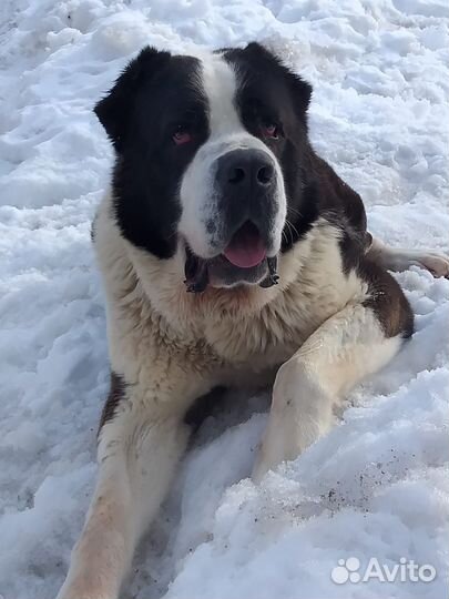 Вязка собак среднеазиатская овчарка алабай