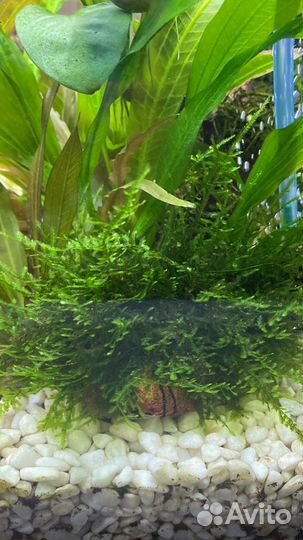 Аквариумное растение Рождественский мох