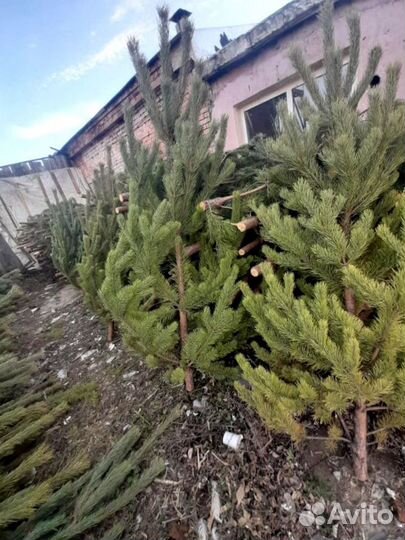 Сосна оптом