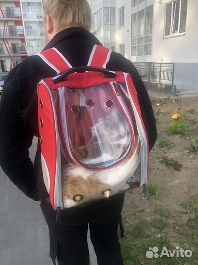 Рюкзак для котика, переноска