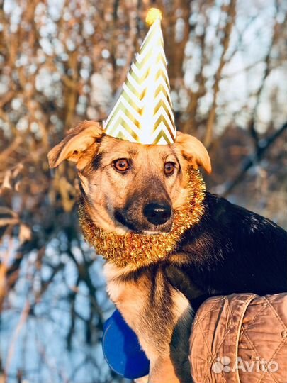 Собака Джуля