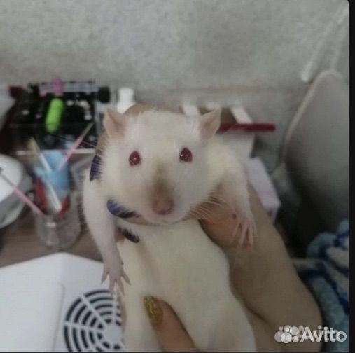 Крыса домашняя