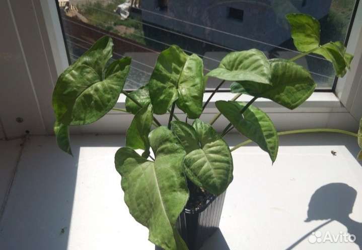 Сингониум батерфляй(бабочка)