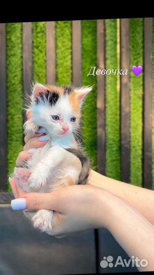 Котята в добрые руки бесплатно