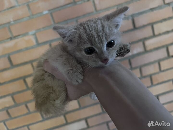 Котенок персиковый