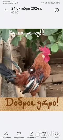 Молодые петухи