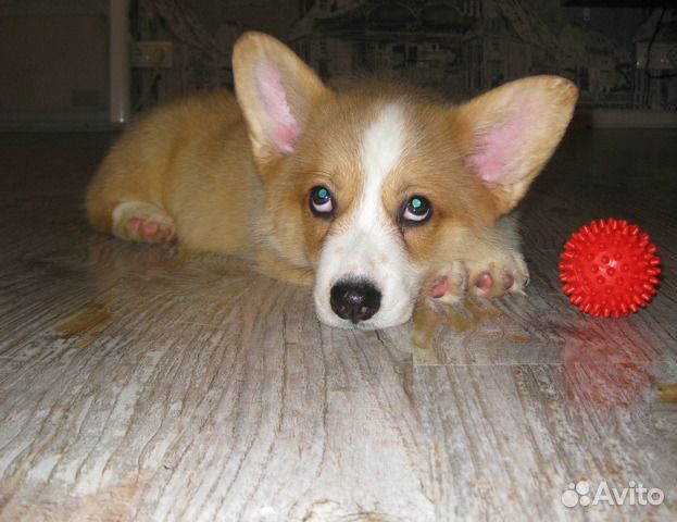 Вельш корги пемброк