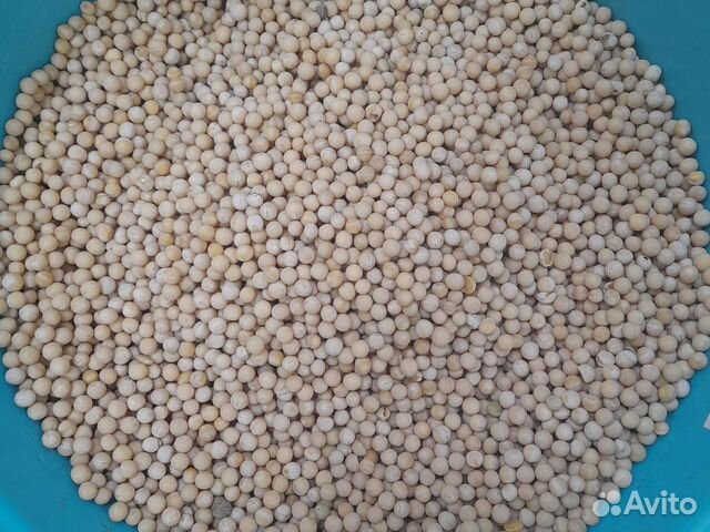 Семена гороха,сорт усатый