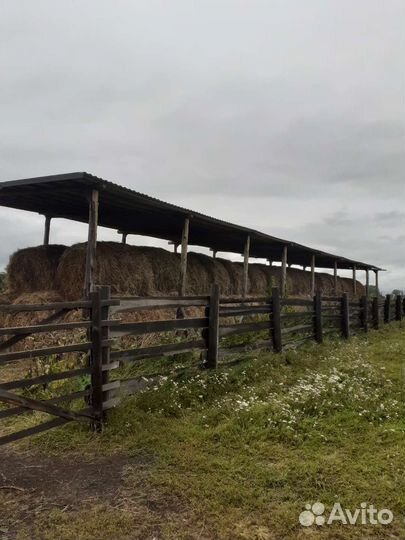 Продам сено в рулонах,урожай 2024