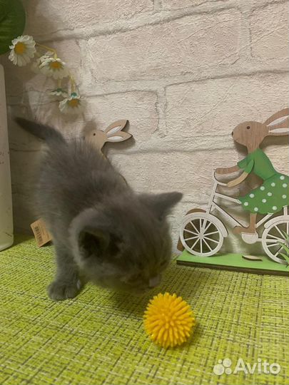 Британский котенок девочка