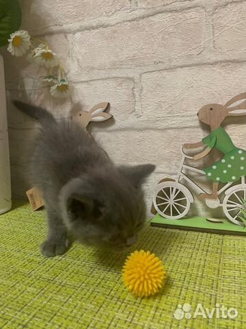 Британский котенок девочка