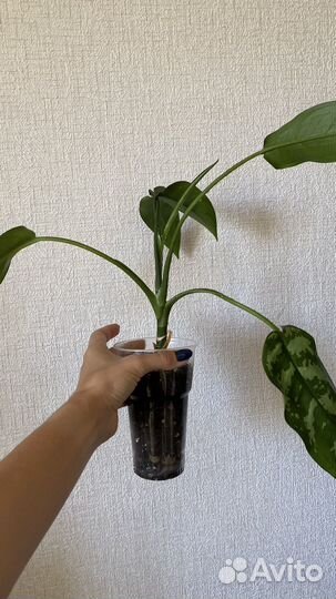 Аглаонема мария