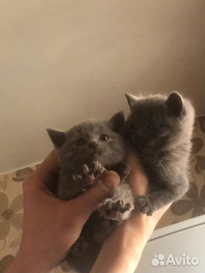 Кошки