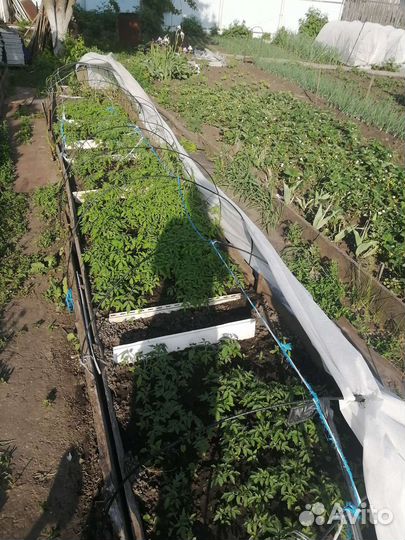 Рассада помидор