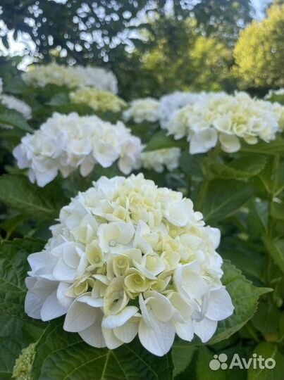 Гортензия белая крцпнолистная