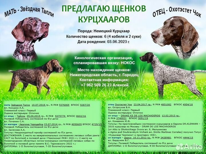 Курцхаар вес по месяцам таблица Щенки курцхаара купить в Городце Животные и зоотовары Авито