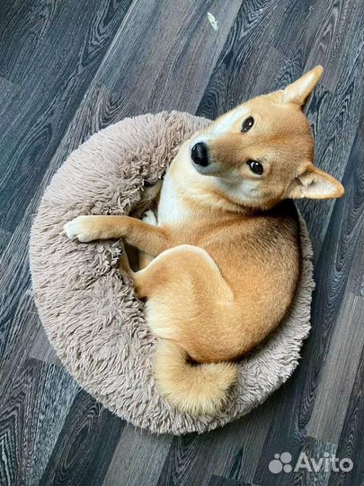 Выгул собак