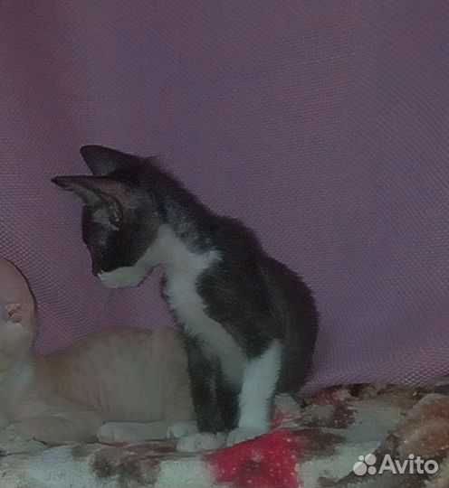 Котенок мальчик бесплатно