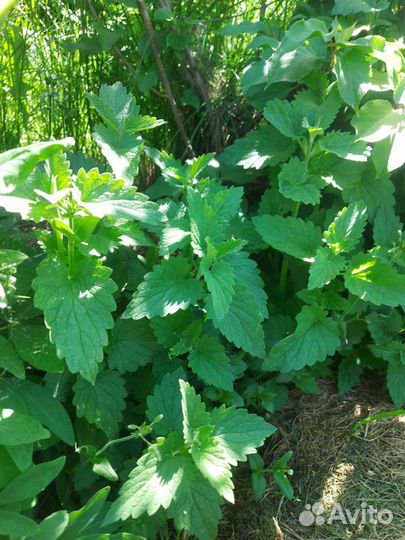 Травы Прованса с корнем: мята, розмарин, шалфей