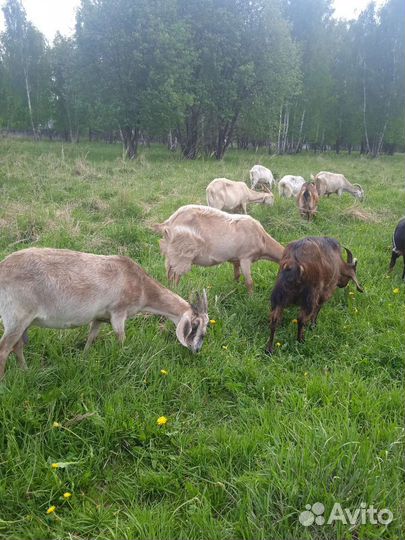 Дойные козы