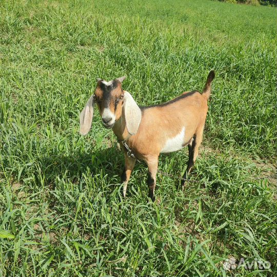 Продам козликов на племя