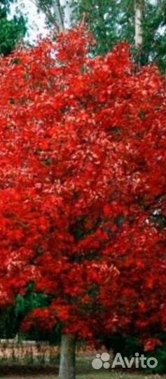 Дуб красный канадский