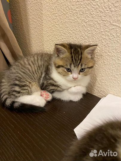 Шотландская